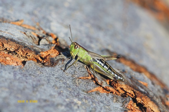 Gemeiner Grashüpfer (Chorthippus parallelus)